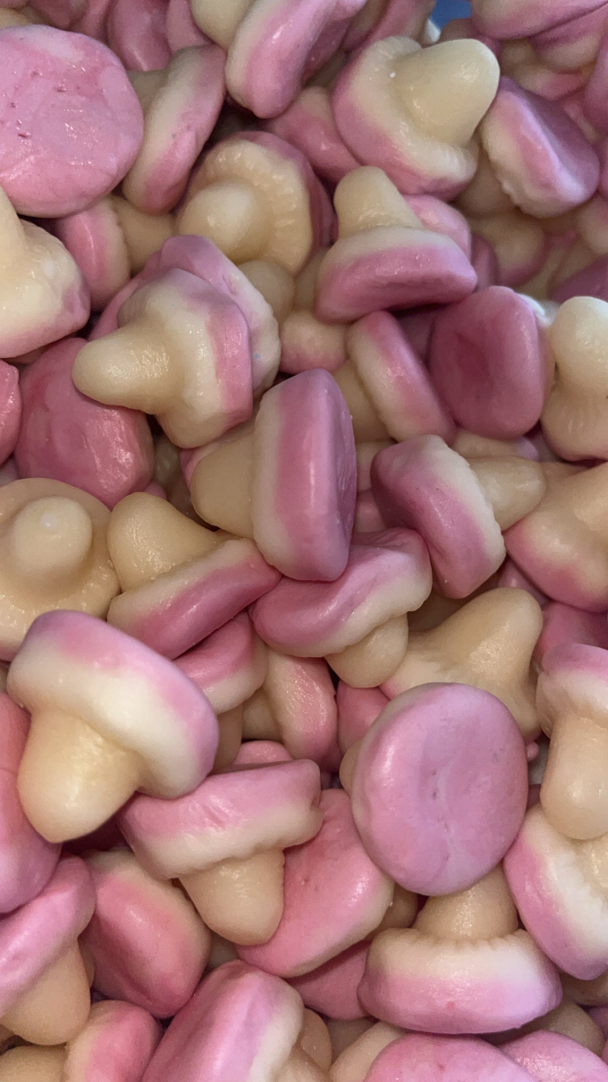 Champignon lisse Dulceplus 15/09/2027 Numéro de lot : L5381 ( 100 grammes)