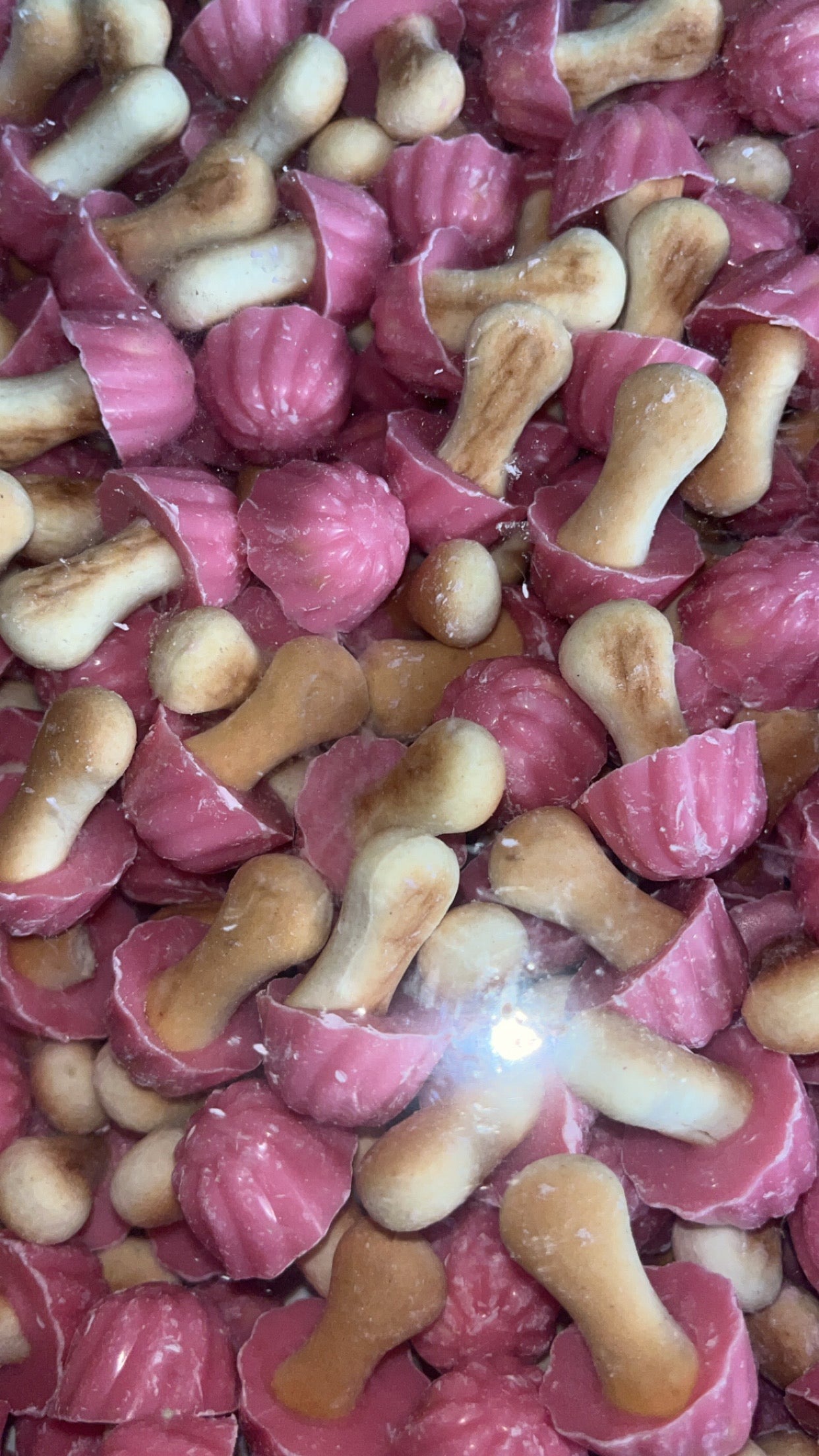 Champignon à la fraise ( lot de 10)